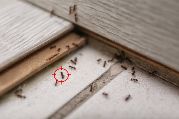 Best Pest Control for Businesses  in Holdenville, OK